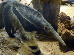 Tiergarten Schönbrunn am 27.01.2026